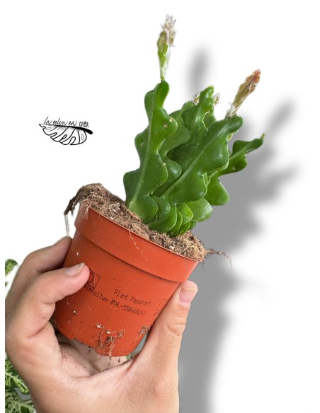 Epiphyllum anguliger