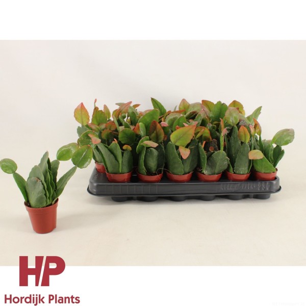 Rhipsalis pachyptera ‘forma rubra’ MINI