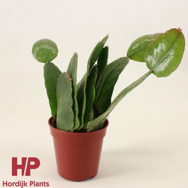 Rhipsalis pachyptera ‘forma rubra’ MINI