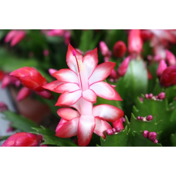 Schlumbergera CACTUS DE NAVIDAD MEDIUM