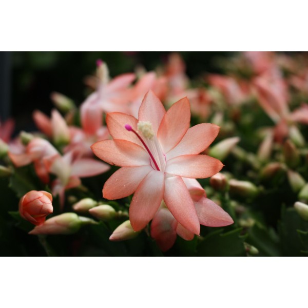 Schlumbergera CACTUS DE NAVIDAD MEDIUM