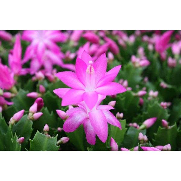 Schlumbergera CACTUS DE NAVIDAD MEDIUM