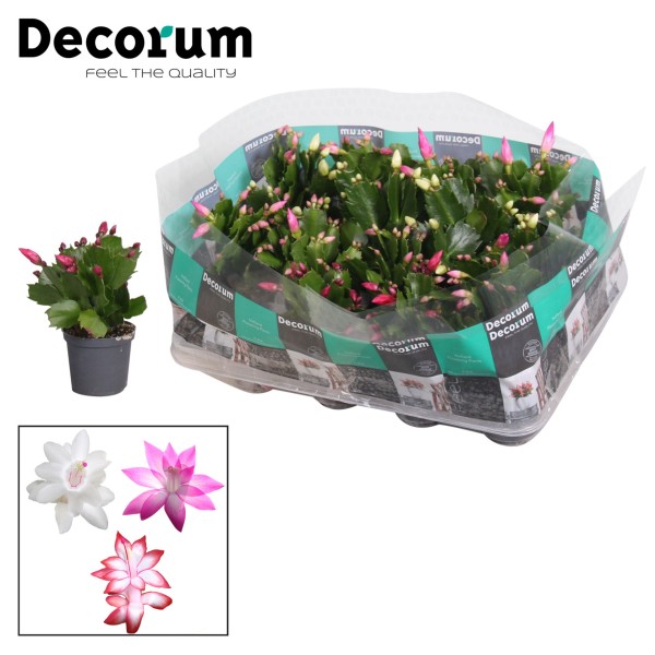 Schlumbergera CACTUS DE NAVIDAD MEDIUM