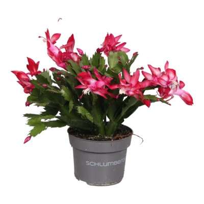 Schlumbergera CACTUS DE NAVIDAD FLOR MIX LARGE 2