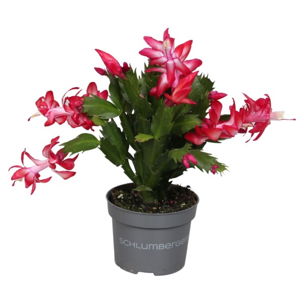 Schlumbergera CACTUS DE NAVIDAD FLOR MIX LARGE