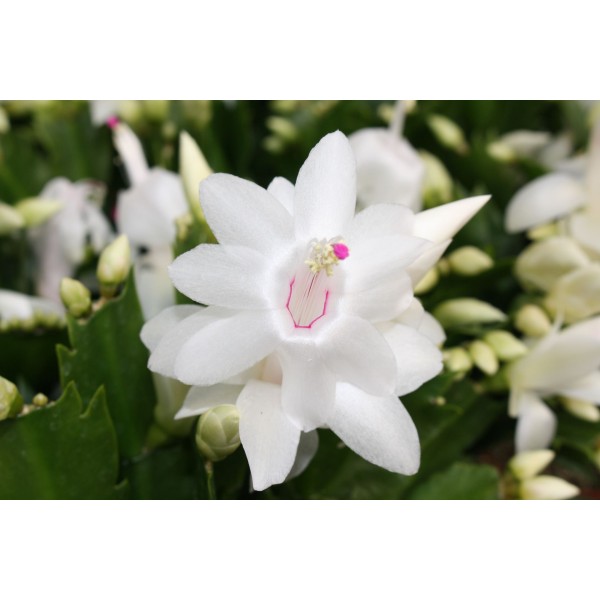 Schlumbergera CACTUS DE NAVIDAD FLOR MIX LARGE