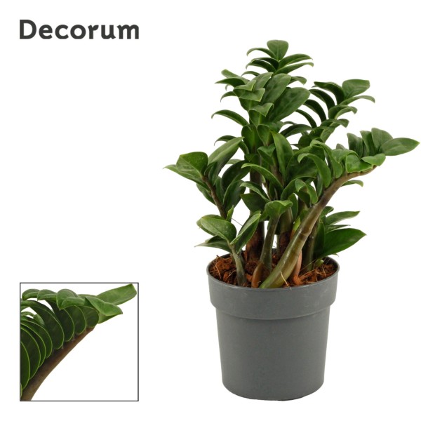 Zamioculcas Zenzi LARGE