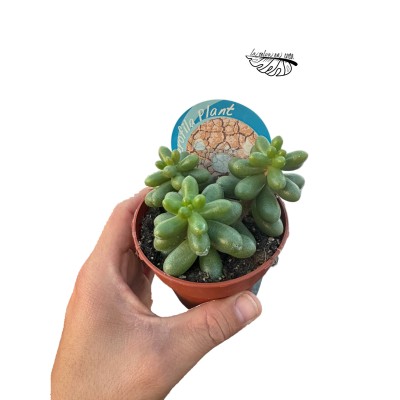 Sedum hernandezii MEDIUM
