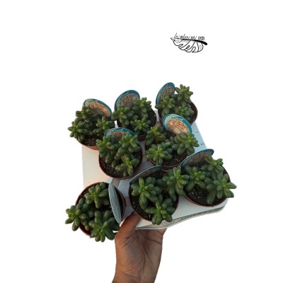 Sedum hernandezii MEDIUM 2