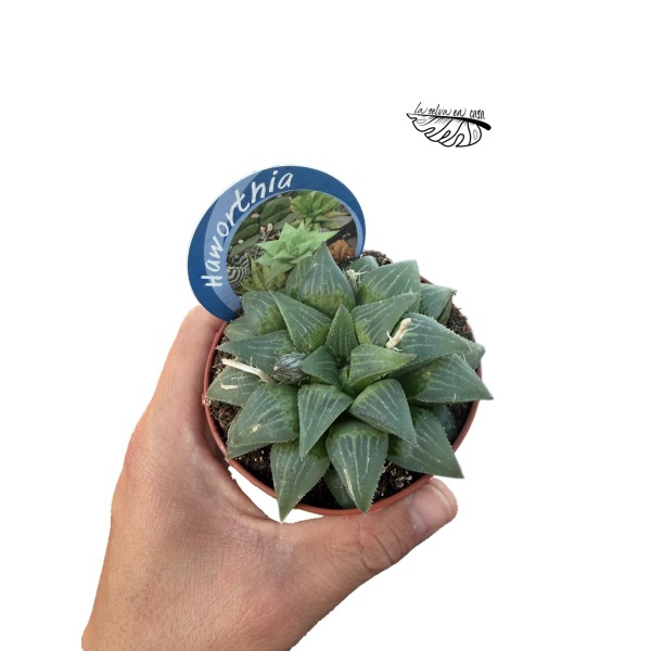 Haworthia turgida hibrido 3 MEDIUM