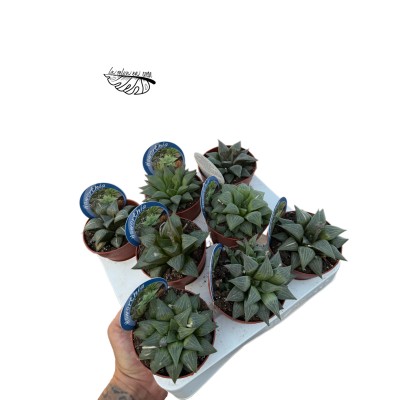 Haworthia turgida hibrido 3 MEDIUM 2