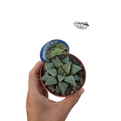 Haworthia turgida hibrido 4 MEDIUM