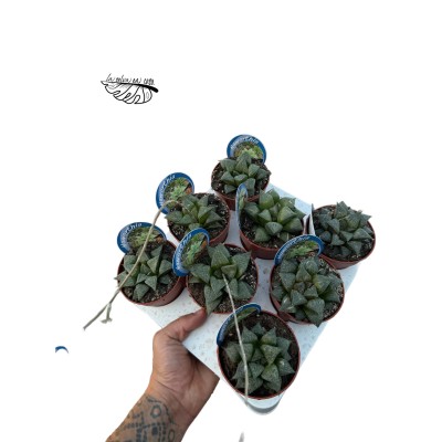Haworthia turgida hibrido 4 MEDIUM 2