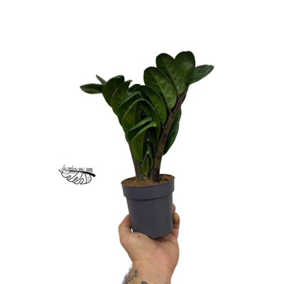 Zamioculcas Zenzi LARGE