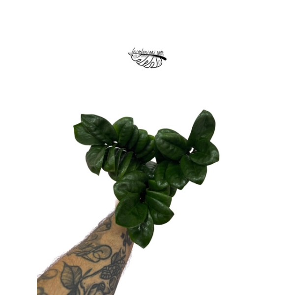 Zamioculcas Zenzi LARGE