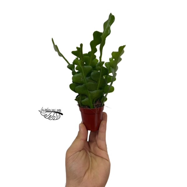 Epiphyllum anguliger