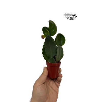 Rhipsalis pachyptera ‘forma rubra’ MINI