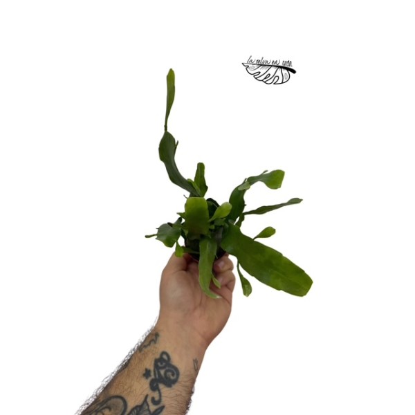 Epiphyllum pumilum MINI