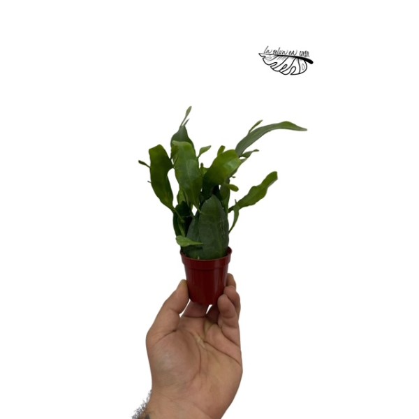 Epiphyllum pumilum MINI