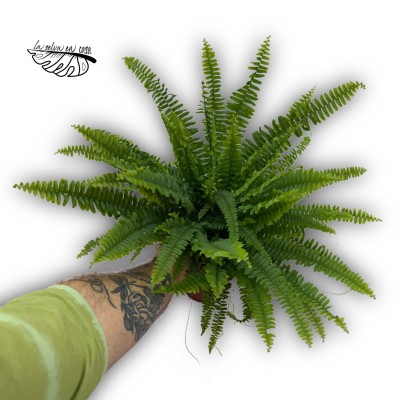 Nephrolepis exaltata 'Green Lady'