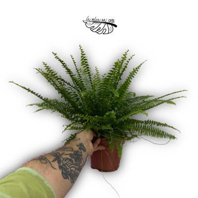 Nephrolepis exaltata 'Green Lady' 2