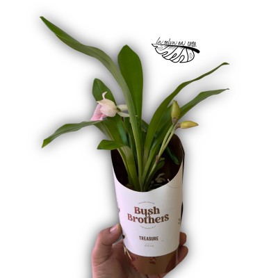 Cochleanthus sp. MEDIUM