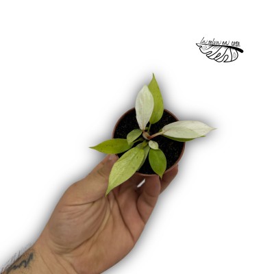 Philodendron Snowdrift MINI