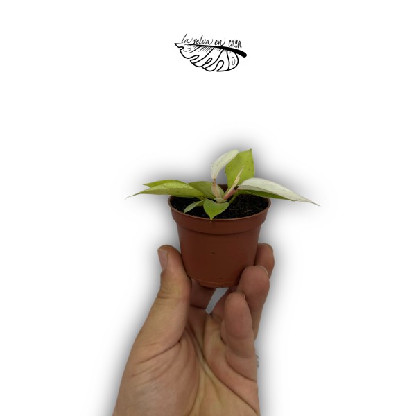 Philodendron Snowdrift MINI