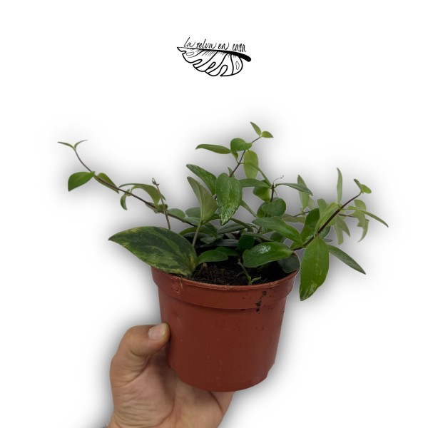 Aeschynanthus lobbianus ‘Variegatus’ MEDIUM