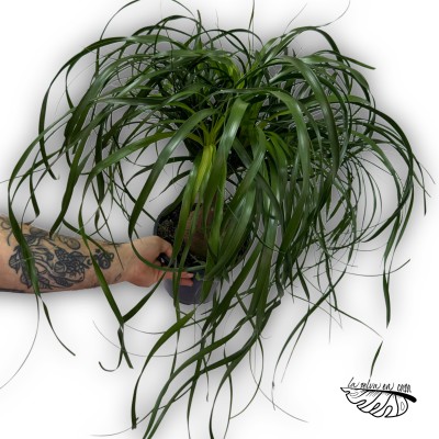 Beaucarnea recurvata 2