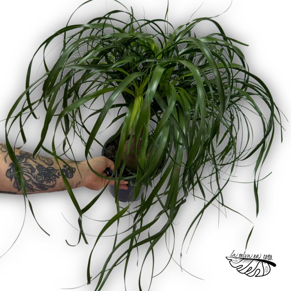 Beaucarnea recurvata