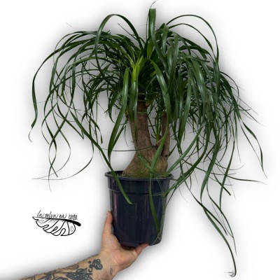 Beaucarnea recurvata