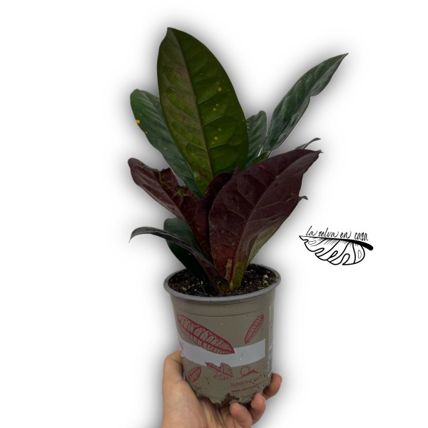 Croton Codiaeum variegatum 'Petra'