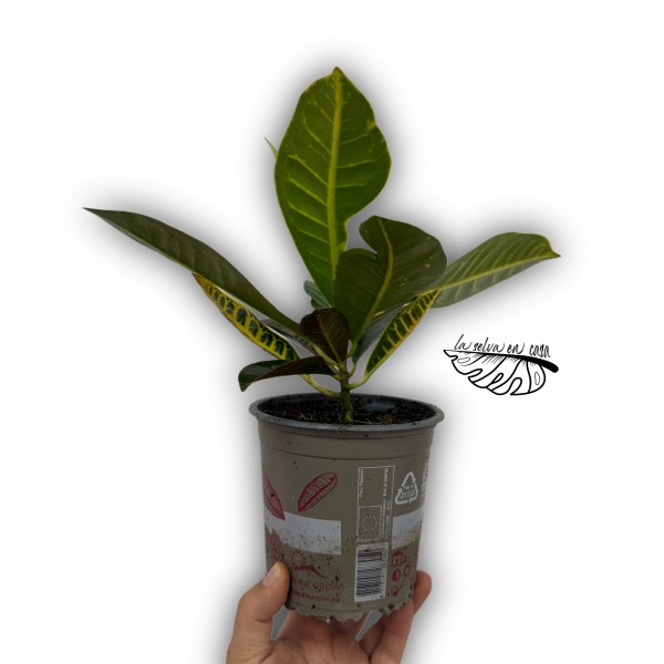 Croton Codiaeum variegatum 'Petra'