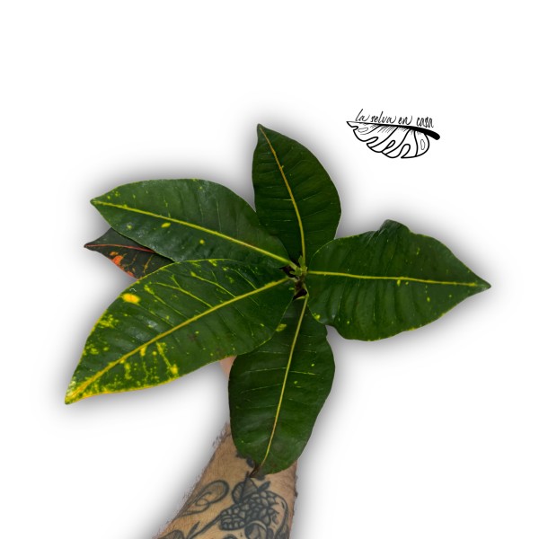 Croton Codiaeum variegatum 'Petra'