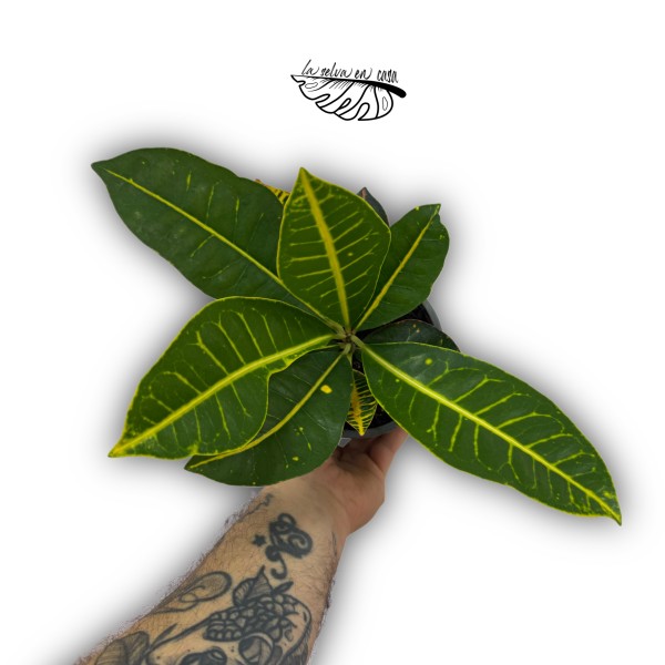 Croton Codiaeum variegatum 'Petra'
