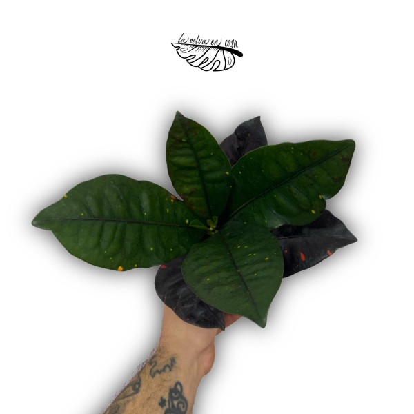 Croton Codiaeum variegatum 'Petra'