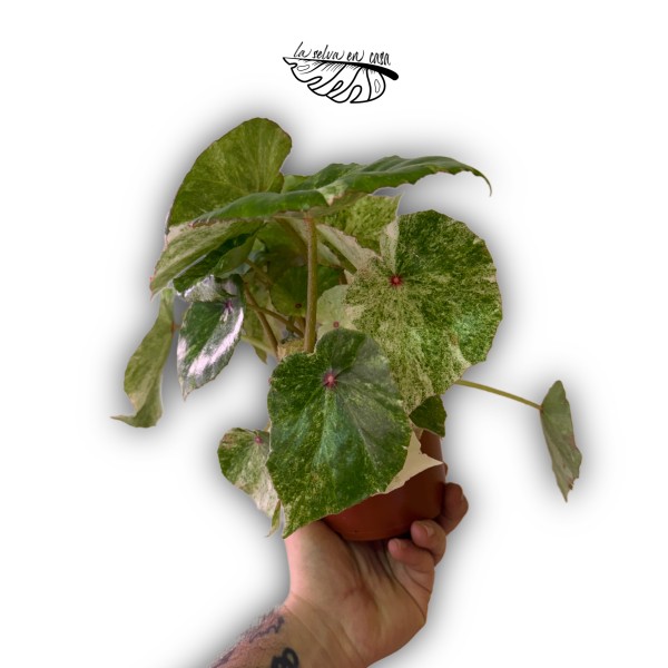 Begonia blad. Rouge Variegated LARGE