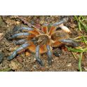 Harpactira pulchripes 2