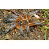 Harpactira pulchripes