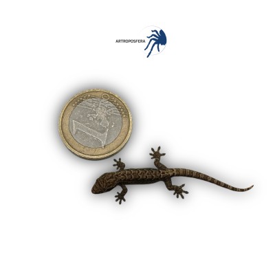 Lepidodactylus lugubris