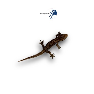 Lepidodactylus lugubris 2