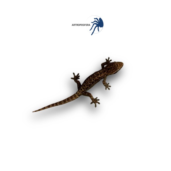 Lepidodactylus lugubris