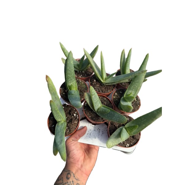 Echeveria laui MEDIUM