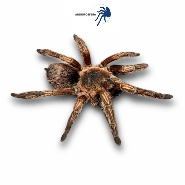 Theraphosidae sp subaureum