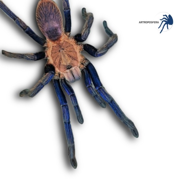 Chilobrachys sp kontum (vietnam)