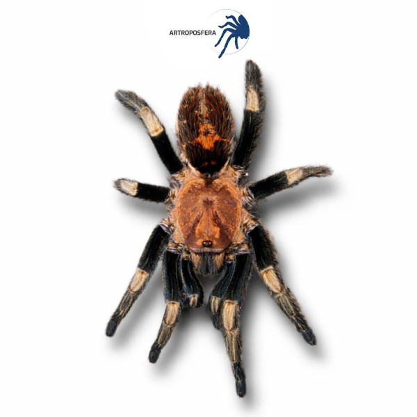 Davus sp oaxaca (1/2 mudas)