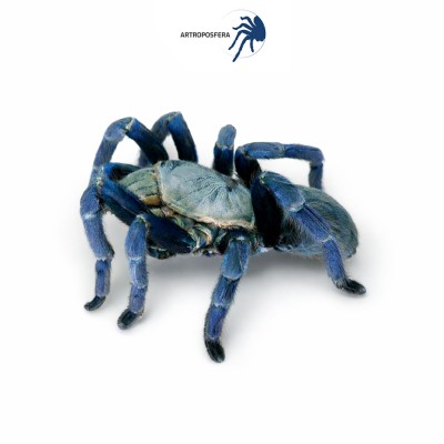 Haplopelma lividium