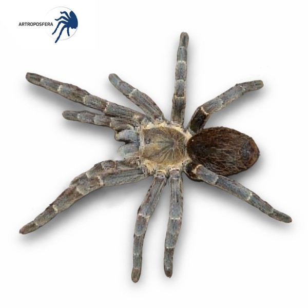 Cyclosternum sp. putamayo