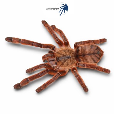 Phormingochilus sp. “rufus”